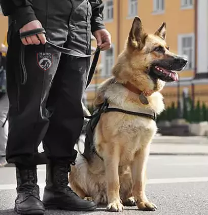 Agent de sécurité à Inezgane portant un pantalon avec le logo « HARD » accompagné d'un berger allemand sur un passage piéton, représentant la société de sécurité locale.